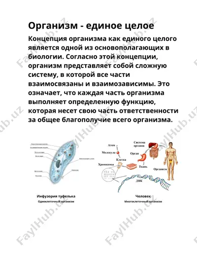 организм - единое целое — DOCX