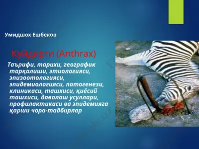 kuydirgi (anthrax) — PPTX