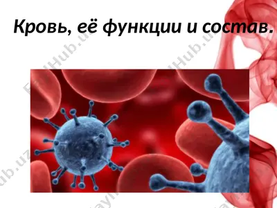 кровь, её функции и состав — PPTX