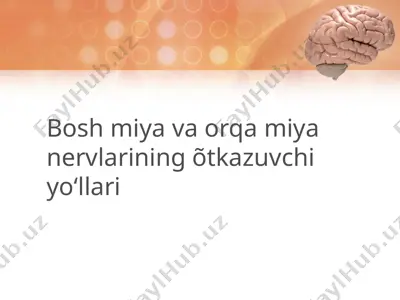 boshmiyava orqamiyaning õtkazuvchi yoʻllari — PPTX