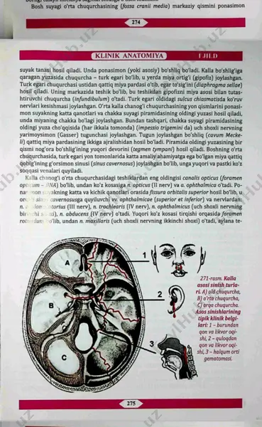bosh suyagi o'rta chuqurchasi haqida ma'lumot — PDF