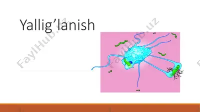 yallig’lanish — PDF