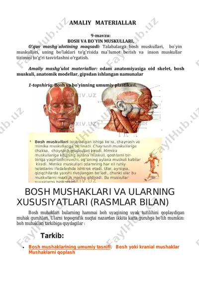 bosh va bo‘yin muskullari — PDF