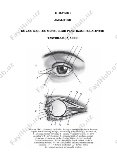 ko`z og`iz quloq muskullari plastikasi ifodalovchi — DOCX
