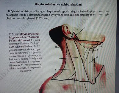 bo'yin sohalari va iuchtdrehakiand — PDF