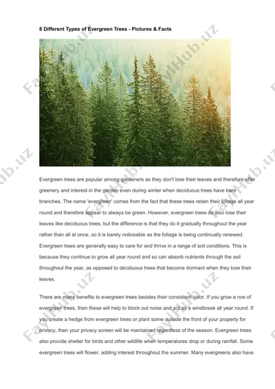 evergreen trees — DOCX
