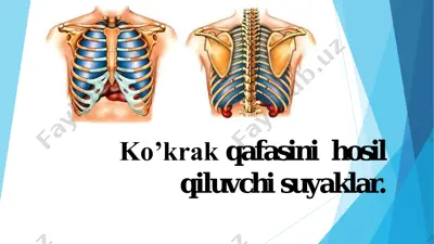 ko'krak qafasini hosil qiluvchi suyaklar — PDF