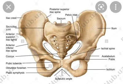 pelvis anatomiyasi — PDF