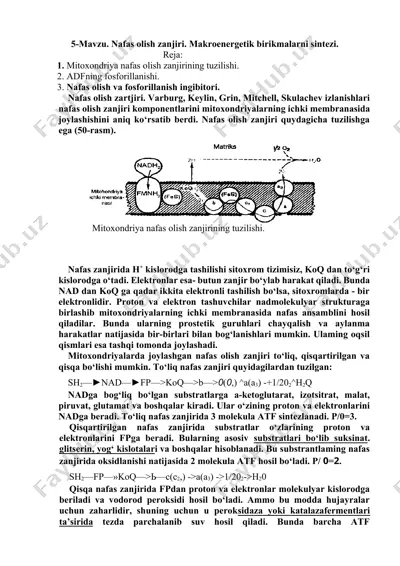 nafas olish zanjiri. makroenergetik birikmalarni sintezi. — DOCX