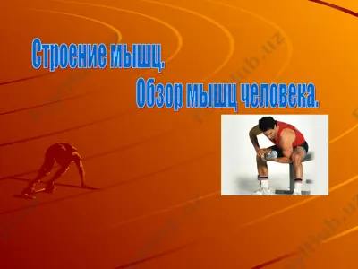 строение мышц — PPT