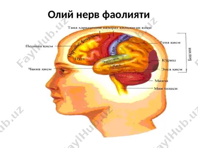 олий нерв фаолияти — PPTX