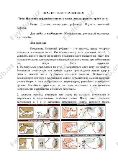изучение рефлексов спинного мозга — DOCX