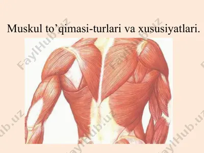 muskulto’qimasi — PPTX