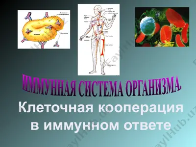 иммунная система организма — PPTX