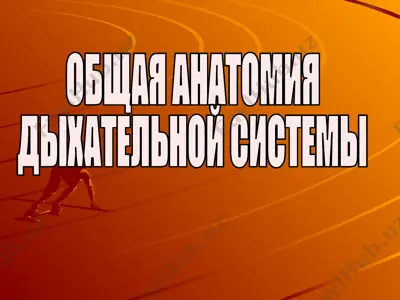 общая анатомия дыхательной системы — PPTX