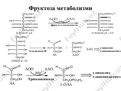 фруктоза метаболизми — PPTX
