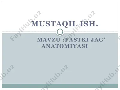pastki jag’ anatomiyasi — PPTX