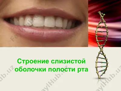 строение слизистой оболочки полости рта — PPTX