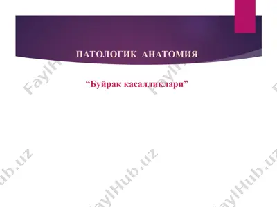 патологик анатомия   буйрак касалликлари — PPT