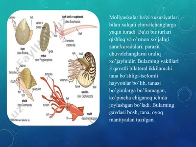 mollyuskalar — PPT