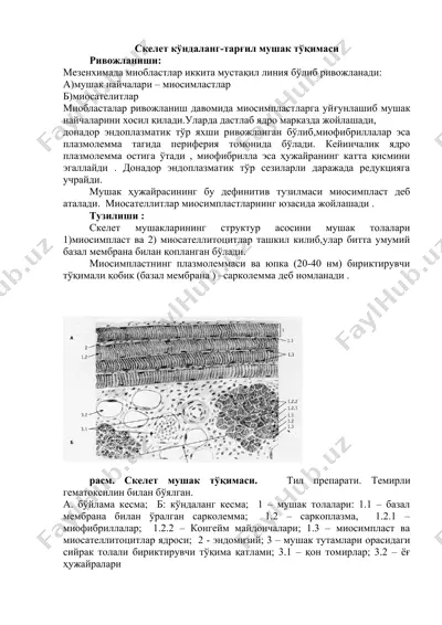 скелет кўндаланг-тарғил мушак тўқимаси — DOCX