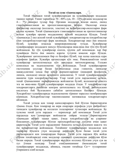 тоғай ва суяк тўқималари — DOCX