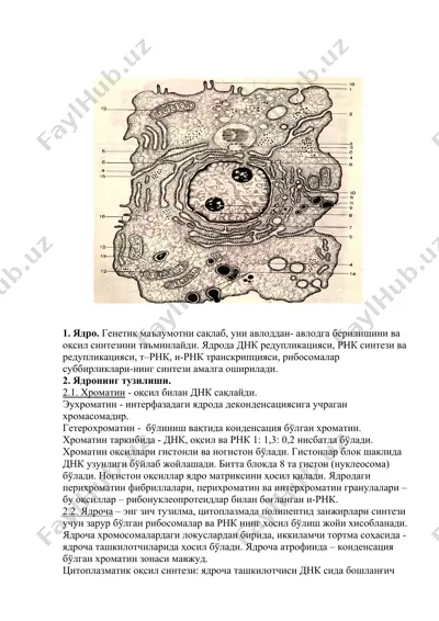 ядро — DOCX