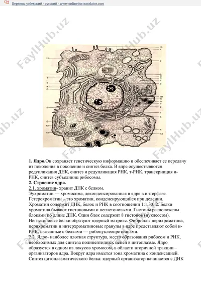 ядро — DOCX