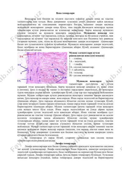 вена томирлари — DOCX