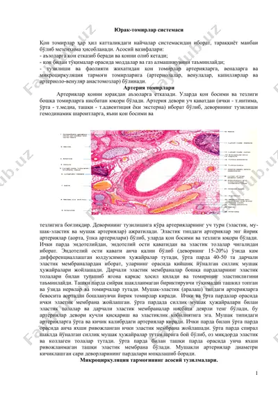 юрак-томирлар системаси — DOCX