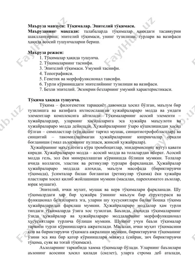 тўқималар. эпителий тўқимаси — DOCX