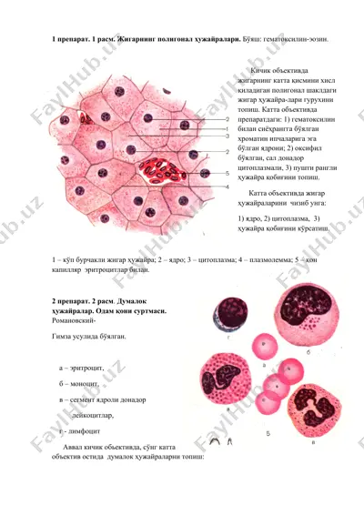 жигарнинг полигонал ҳужайралари — DOCX