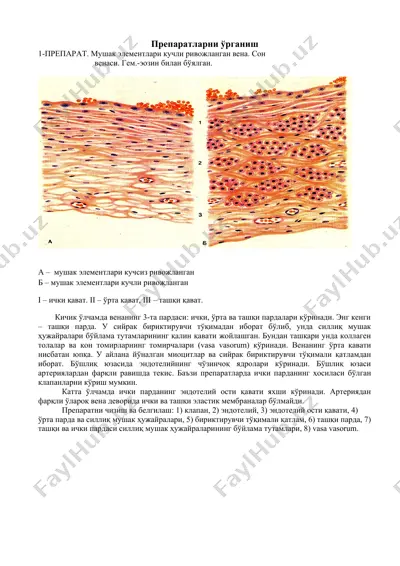 препаратларни ўрганиш — DOCX