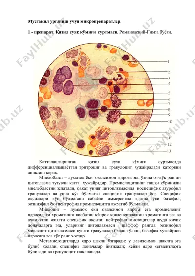 мустақил ўрганиш учун микропрепаратлар — DOCX