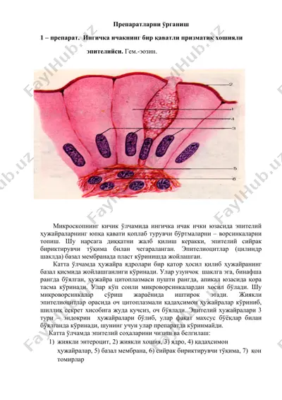 препаратларни ўрганиш — DOCX