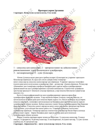 препаратларни ўрганиш — DOCX