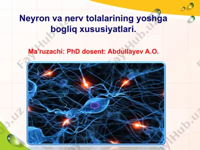 neyron va nerv tolalarining yoshga bogliq xususiyatlari — PPT