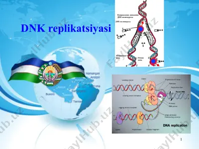 dnk replikatsiyasi — PPT