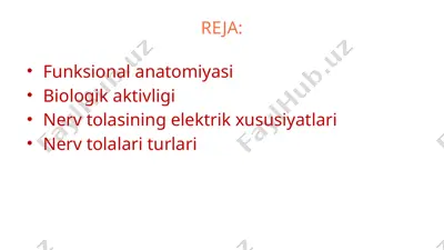 nerv tuzilishi funksional anatomiyasi — PPTX