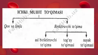 ichki muhit to‘qimasi — PPTX