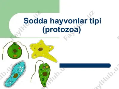 sodda hayvonlar tipi (protozoa) — PPT