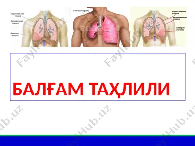 балғам таҳлили — PPT