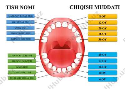 tishlar uchun chiqish muddati — DOCX