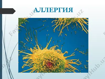 allergiya — PPT