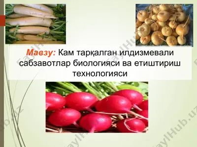 кам тарқалган илдизмевали сабзавотлар биологияси ва етиштириш технологияси — PPT