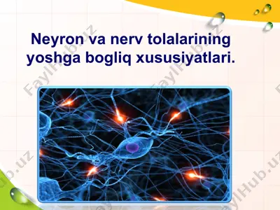 neyron va nerv tuzilmasi — PPT