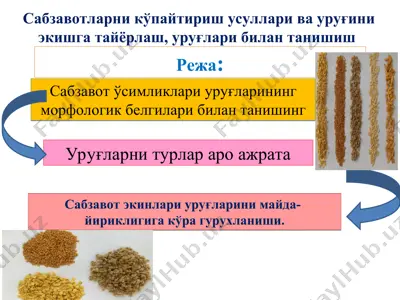 uruqlar va sabzavot ekiş materiallari — PPT