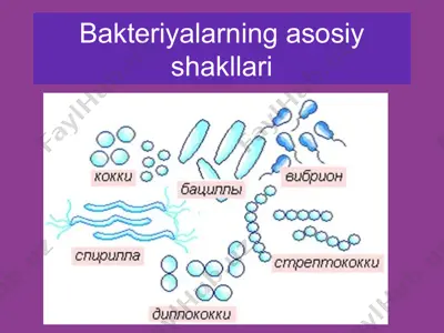 bakteriyalar — PPT