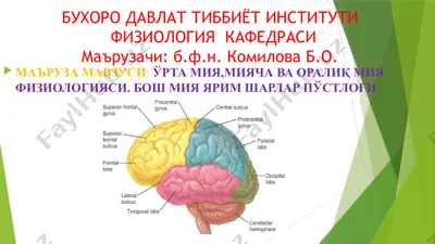 физиология кафедраси — PPTX