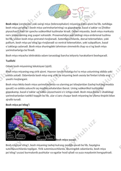 bosh miya (cerebrum) — DOCX